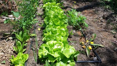 Insalata / 20190523_125351.jpg 20190523_125351.jpg