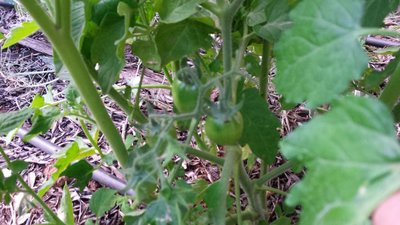 Pomodori / 20190520_182055.jpg 20190520_182055.jpg