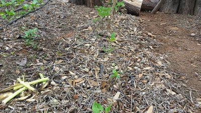 Pacciamatura con materiale biotriturato. / 20190518_114537.jpg 20190518_114537.jpg