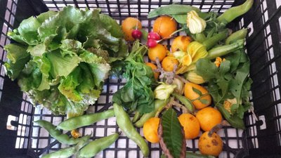 Raccolto / 20190529_125354.jpg 20190529_125354.jpg