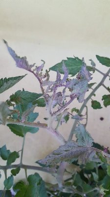 apice necrotico 2.jpg (56.76 KiB) Osservato 738 volte apice necrotico 2.jpg