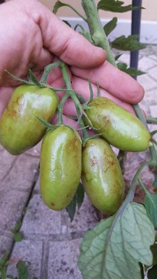 frutti.jpg (65.27 KiB) Osservato 738 volte frutti.jpg