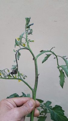 striature sullo stelo.jpg (55.3 KiB) Osservato 737 volte striature sullo stelo.jpg