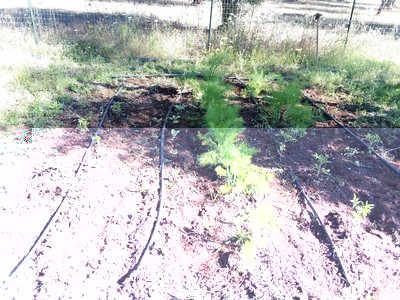 IMG_20190601_090536.jpg (261.65 KiB) Osservato 823 volte IMG_20190601_090536.jpg