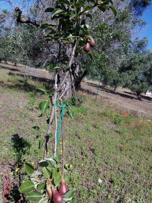 IMG_20190601_091112.jpg (254.68 KiB) Osservato 798 volte IMG_20190601_091112.jpg