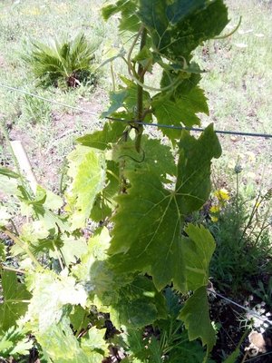 IMG_20190601_102443.jpg (169.92 KiB) Osservato 823 volte IMG_20190601_102443.jpg