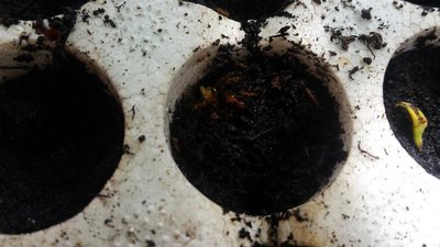 Formiche / 20190531_111623.jpg 20190531_111623.jpg