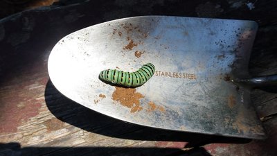 Bruco / 20190604_114632.jpg 20190604_114632.jpg