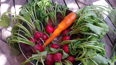 Ravanelli e carota / 20190606_123733.jpg 20190606_123733.jpg