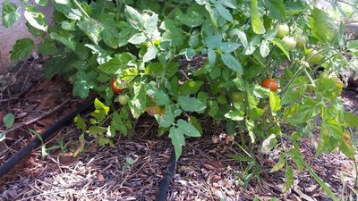 Pomodori / 20190610_113811.jpg 20190610_113811.jpg