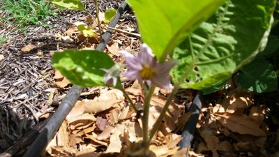 Melanzana / 20190610_113913.jpg 20190610_113913.jpg