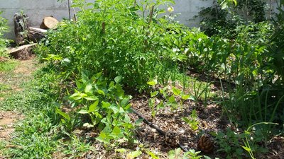 20190610_114000.jpg (192.21 KiB) Osservato 583 volte 20190610_114000.jpg