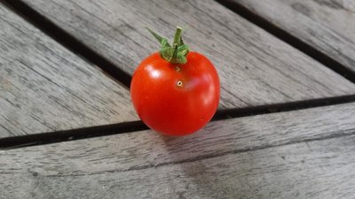 Pomodoro bucato / 20190614_072601.jpg 20190614_072601.jpg