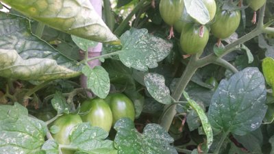 Pomodori / 20190614_062731.jpg 20190614_062731.jpg