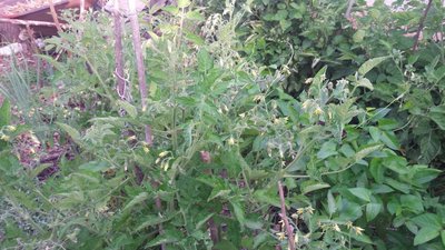 Pomodori / 20190614_062803.jpg 20190614_062803.jpg