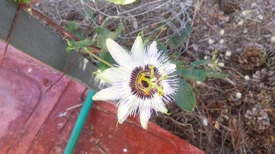 passiflora / 20190613_184615.jpg 20190613_184615.jpg