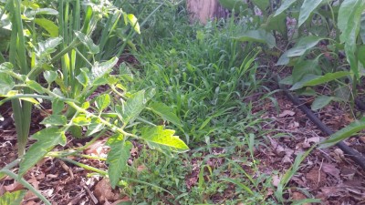 gramigna / 20190616_075235.jpg 20190616_075235.jpg