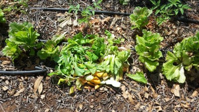 Scarico in orto i rifiuti della cucina / 20190617_104504.jpg 20190617_104504.jpg