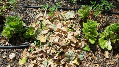 Copertura con foglie secche / 20190617_104601.jpg 20190617_104601.jpg