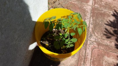 pomodoro resiliente / 20190617_105414.jpg 20190617_105414.jpg