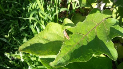 Cavalletta / 20190620_170141.jpg 20190620_170141.jpg