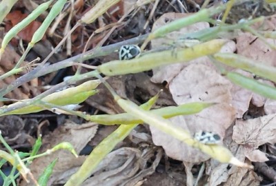 20190620_172617_1.jpg (98.92 KiB) Osservato 485 volte 20190620_172617_1.jpg