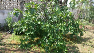 Fico / 20190624_104255.jpg 20190624_104255.jpg