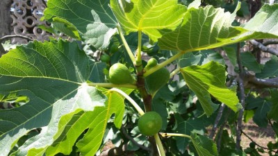 Fico - dettaglio / 20190624_104246.jpg 20190624_104246.jpg