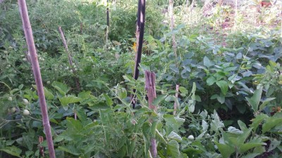 Caos 1 / 20190625_064828.jpg 20190625_064828.jpg