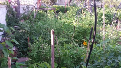 Caos 2 / 20190625_064832.jpg 20190625_064832.jpg