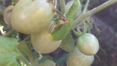 20190628_070357.jpg (43.15 KiB) Osservato 416 volte 20190628_070357.jpg