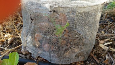 20190629_070736.jpg (154.69 KiB) Osservato 518 volte 20190629_070736.jpg