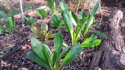 20190702_063254.jpg (150.68 KiB) Osservato 472 volte 20190702_063254.jpg