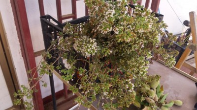 20190702_101745.jpg (117.58 KiB) Osservato 472 volte 20190702_101745.jpg