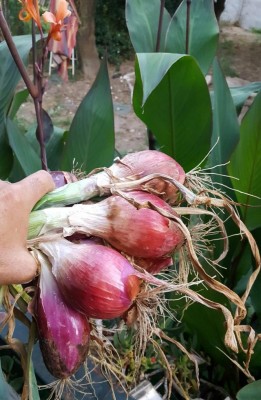 cipolle_tropea.jpg (106.44 KiB) Osservato 554 volte cipolle_tropea.jpg