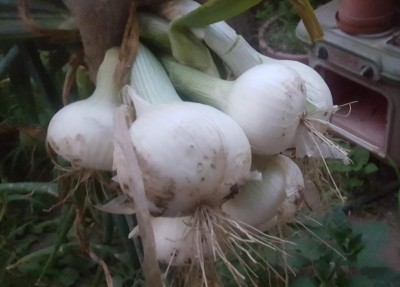 cipolle_bianche.jpg (62.21 KiB) Osservato 554 volte cipolle_bianche.jpg