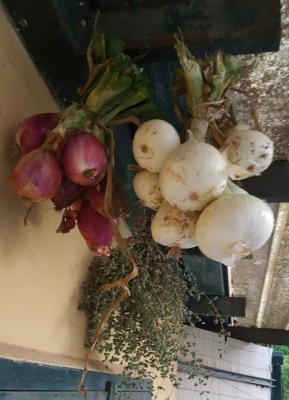 cipolle_maggiorana.jpg (90.63 KiB) Osservato 554 volte cipolle_maggiorana.jpg