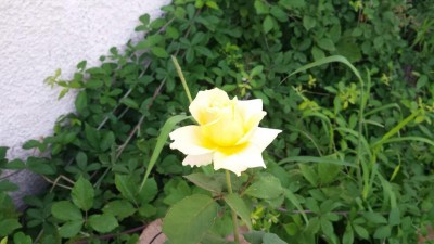 rosa / 20190806_085017.jpg 20190806_085017.jpg