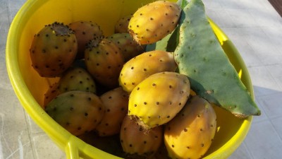 Fichi d'india / 20190817_071428.jpg 20190817_071428.jpg