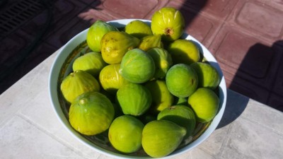 Fichi / 20190817_165513.jpg 20190817_165513.jpg