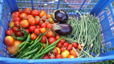 Raccolto di oggi / 20190817_064844.jpg 20190817_064844.jpg