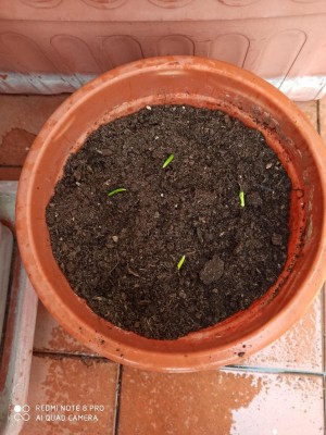 6.jpg (127.61 KiB) Osservato 1189 volte 6.jpg