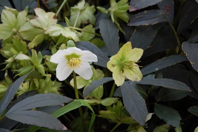 40.JPG (160.65 KiB) Osservato 801 volte 40.JPG