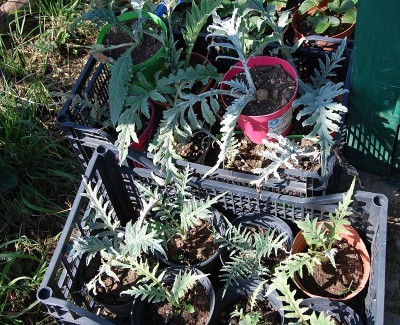 44.JPG (392.87 KiB) Osservato 801 volte 44.JPG