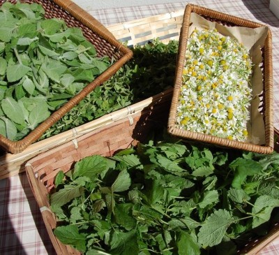 89775082_10206718166550227_1399578770586730496_n.jpg (217.11 KiB) Osservato 712 volte 89775082_10206718166550227_1399578770586730496_n.jpg