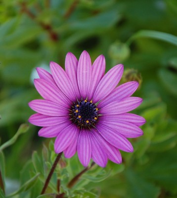 56 Osteospermo (dimorphoteca).JPG (170.89 KiB) Osservato 673 volte 56 Osteospermo (dimorphoteca).JPG