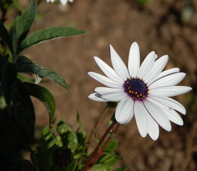 55  Osteospermo (dimorphoteca).JPG (150.57 KiB) Osservato 673 volte 55  Osteospermo (dimorphoteca).JPG