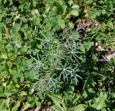 59.JPG (374.86 KiB) Osservato 671 volte 59.JPG