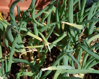 60.JPG (250.45 KiB) Osservato 671 volte 60.JPG