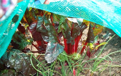 63.JPG (291.24 KiB) Osservato 630 volte 63.JPG